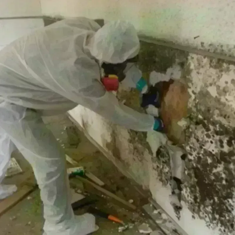 Mold Remediation and Removal in Ramseur, NC